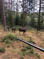 Hälse 2017.JPG