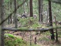 Kunglaget2009_3.jpg