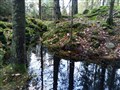 trollskog.jpg